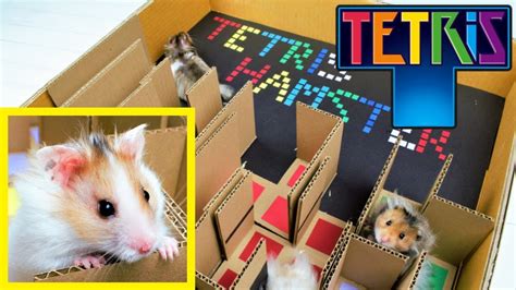 Instrucción de cómo jugar tetris clásico. LABERINTO PARA HAMSTER DE TETRIS ORIGINAL 🐹 JUEGO TETRIS ...