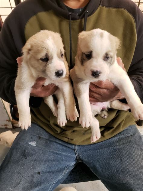 To the untrained eye the aussie resembles a border collie, but is slightly larger and has a wider range of coat colours. Central Asian Shepherd Puppies For Sale | Cincinnati, OH ...