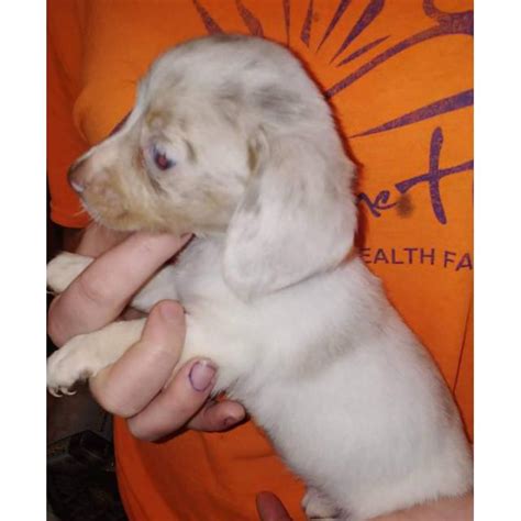 Akc long haired dachshund puppies. Very sweet and playful Mini Dachshund Puppies in Fairmont, West Virginia - Puppies for Sale Near Me