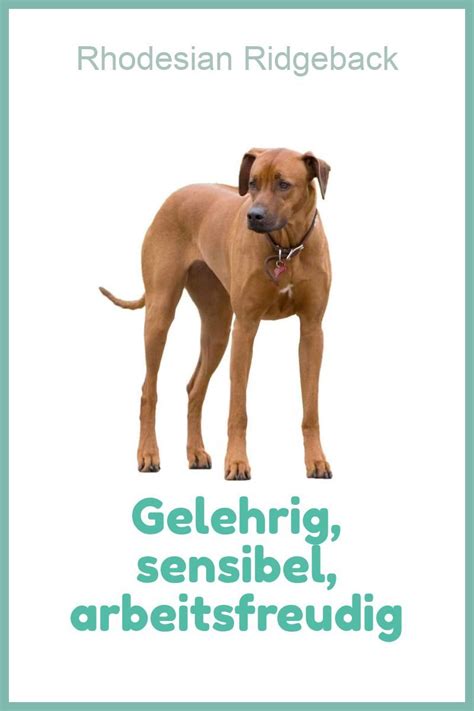 Rhodesian Ridgeback (Charakter, Ernährung, Pflege) (mit ...
