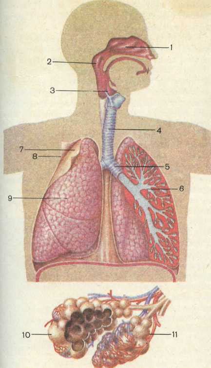 Реферат: Дыхательная система человека - Xreferat.com - Банк рефератов ...