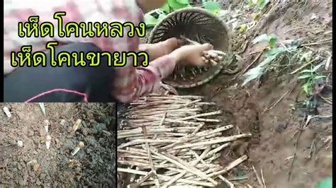 Maybe you would like to learn more about one of these? เก็บเห็ดโคนหลวง เห็ดโคนขายาว หรือเห็ดถอด King Mushroom# ...