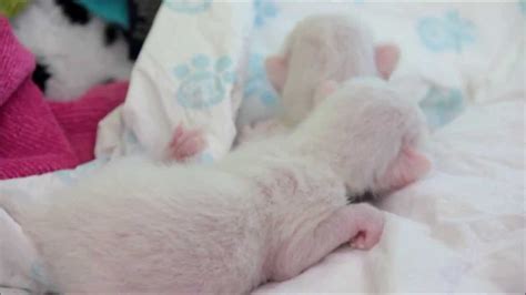 Cute baby sleeping on a couch wearing a striped pajamas while lying on cushions with dot texture and tiger drawings. Newborn Siamese Kittens ♡ - YouTube
