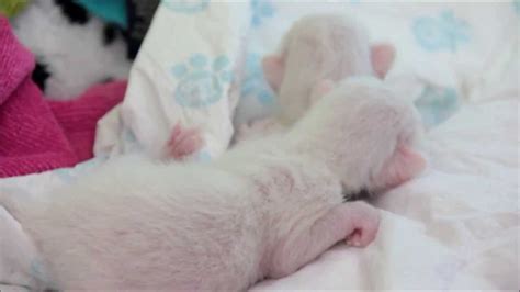 If the mother cat is still in the picture, she can. Newborn Siamese Kittens ♡ - YouTube