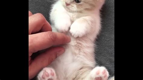 The scottish fold munchkin, also known as the scottish kilt, is one of the most adorable cats on earth! Belly rubbing a Scottish Fold Munchkin Kitten - YouTube