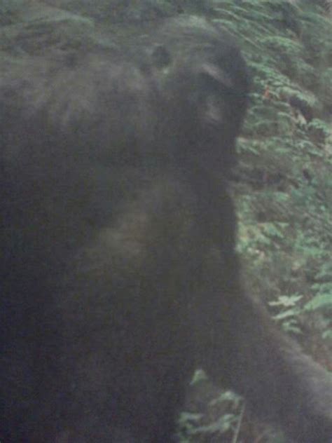 Amateur caught on cam porno filmy. Terra Forming Terra: Bigfoot Finally Captured on Trail Cam