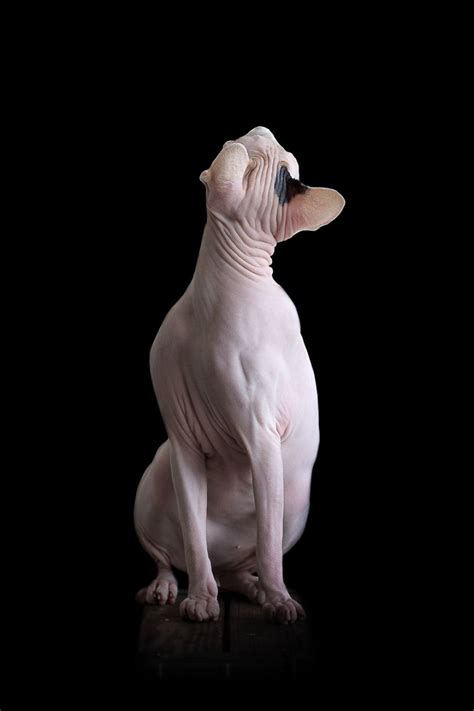 Check spelling or type a new query. Sphynx Cat Portraits Show What's Really Happening Beneath ...