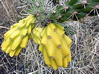 Cholla cactus represent more than 20 species of the opuntia genus (family cactacea) in the north american deserts. Cylindropuntia spinosior, cane cholla