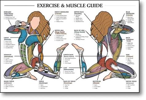 The muscles of the shoulder and back chart shows how the many layers of muscle in the shoulder and back are intertwined with the other relevant systems and muscles in adjacent areas like. Buy Exercise Muscle Posters Online