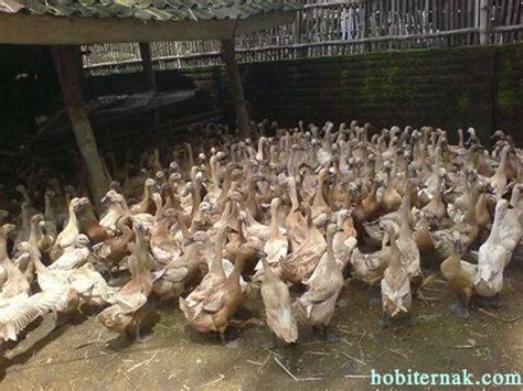 We did not find results for: Bebek Peking - Jual Ayam Hias