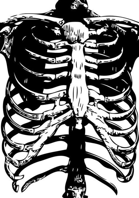 What is the skeletal system? Skeleton Ribs | Skeletons | Rib Cage | Human Anatomy ...