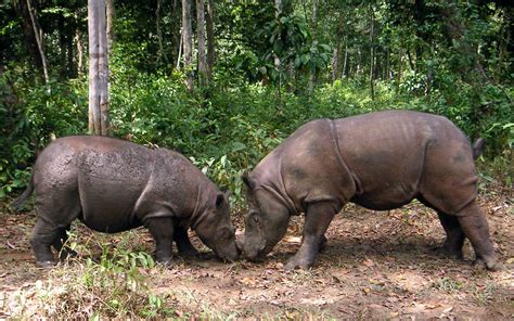 Terjemahan frasa endangered animals dari bahasa inggris ke bahasa indonesia dan contoh penggunaan endangered animals dalam kalimat dengan terjemahannya: 11 Endangered Animals Only Exist in Indonesia | Authentic Indonesia Blog