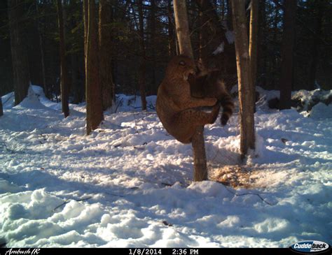 Nick and brad will go over. Trail Cam Pictures - Some Of My Favorites