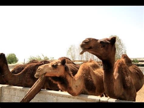 To get or climb onto something; Camel, and I mean Camel, HOP - YouTube