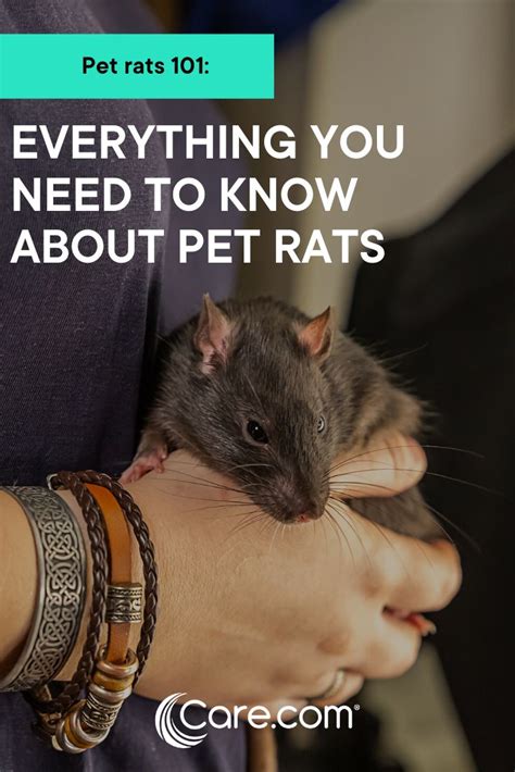 In this article, we'll be answering the question, how long do rats live? and we'll consider things you can do to help control a rat problem. Pet rats 101: Everything you need to know about owning ...