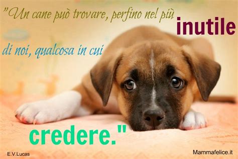 (ma non consiglierei di baciare il gatto.) san francesco. Frasi belle su cagnolini | Frasi Mammafelice