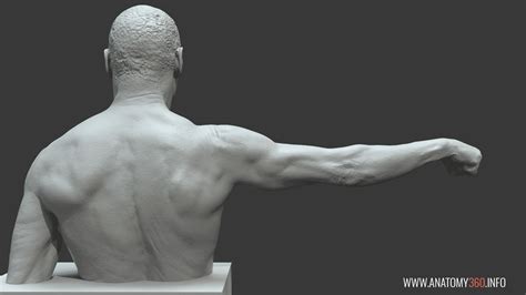 The back's muscles start at the top of the back (named the cervical vertebrae) and go to the tailbone (also named the coccyx). Arm Extension Reference Images - Anatomy 360