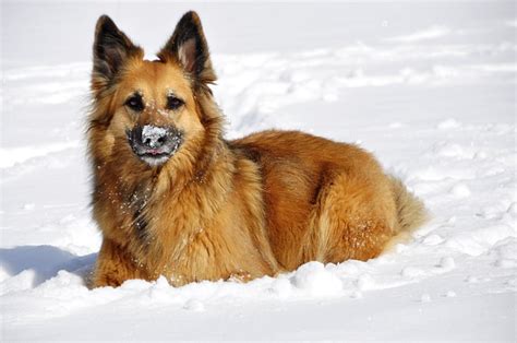 Maybe you would like to learn more about one of these? gade-chien-dans-la-neige - Pet sitting - Actualité de la ...