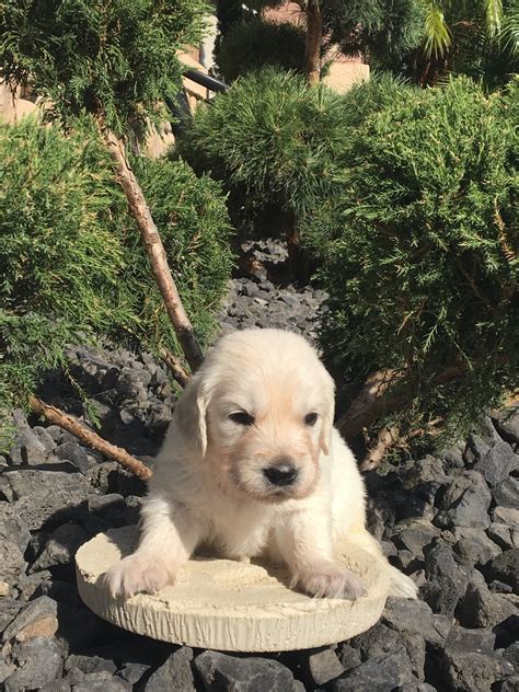 Duchess' most recent white cream litter. Golden Retriever Puppies For Sale | West Sacramento, CA ...