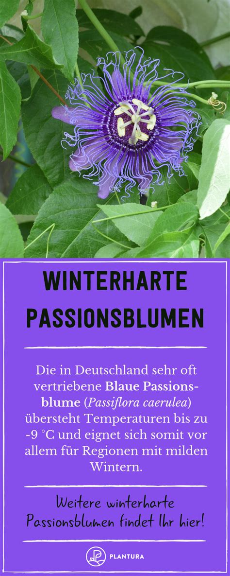 Der beitrag berichtet über winterharte sorten, den besten standort und die. Winterharte Passionsblumen-Arten: Die 3 Kältetolerantesten ...