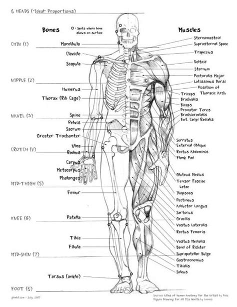 Raps about human a and p muscle. Tutorial Page | Anatomy bones, Body anatomy, Human bones ...