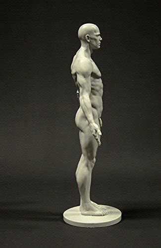 We did not find results for: Male Anatomy Figure: 11-inch Anatomical Reference for ...