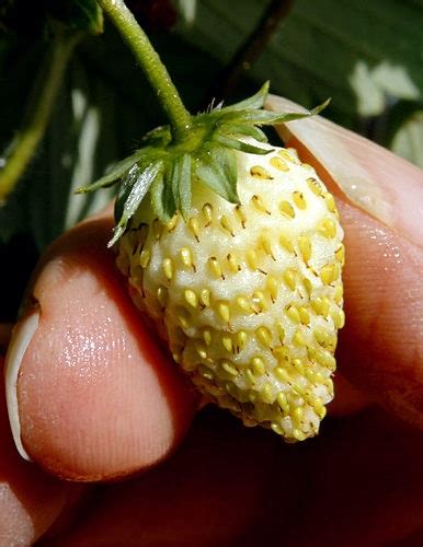 Tropical, expensive and cheap fruits from many countries. Amazing Facts From Around the World!: 10 Weird Fruits and Vegetables From Around The World