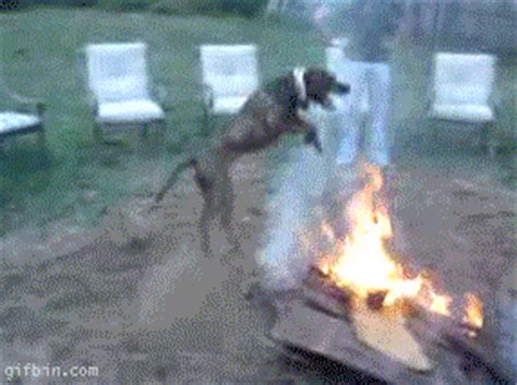 25 Epic, Hilarious, and Heartwarming GIFs of Outdoor Dogs