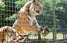 zoo zoos mogo captivity educate psu siowfa15 2281 controversy youthvoices els maltractament