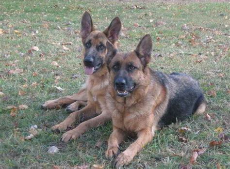 See more of german shepherd puppies ky on facebook. German Shepherd Puppies For Sale In Wisconsin Cheap | PETSIDI