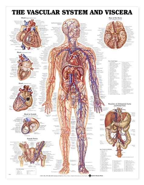 Explore the anatomy systems of the human body! Vascular System and Viscera Anatomical Chart - Anatomy ...