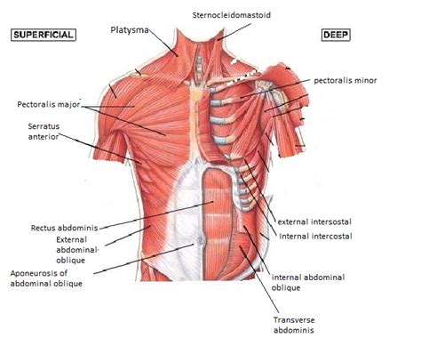 Human anatomy for muscle, reproductive, and skeleton. Muscles of the Chest and Abdomen - Kirtley's Anatomy Website