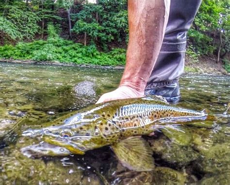 For those of you who don't know how streamers work (the people who always asked why there wasn't an. Streamer Fishing ~ Keystone Fly Fishing