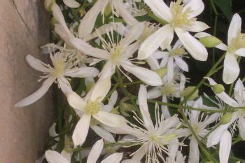 Toxic to dogs, cats, horses. Clematis Terniflora - Taylors Clematis