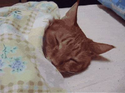 The noise made can be very loud, and for some people can even sound like a sexual noise. Breathing Sleeping Kitty Cat GIFs - Find & Share on GIPHY
