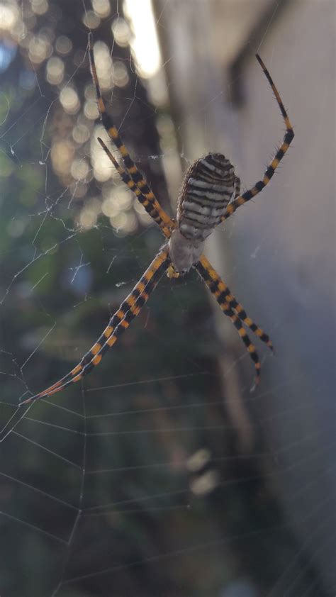 On march 27, 2020, the event was cancelled due to public health concerns regarding the international coronavirus pandemic. ID Request:Bay Area, CA 2" Monster camping out near ...