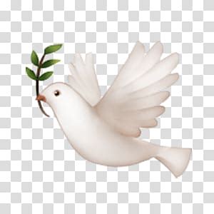 الجانب المظلم في إنتاج بيض الدجاج. حمامة بيضاء كرتون