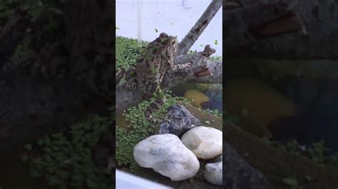 See more ideas about amphibians, reptiles and amphibians, frog. Catching frogs - YouTube