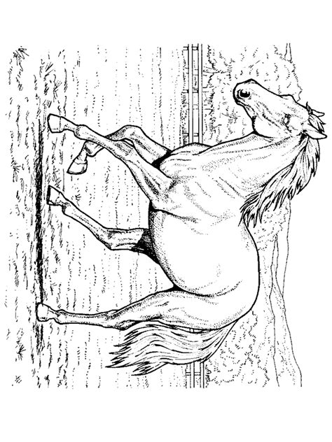 For boys and girls, kids and adults, teenagers and toddlers, preschoolers and older kids at school. Realistic Horse Coloring Pages - Coloring Home