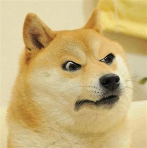 Find the best doge wallpaper 1920x1080 on getwallpapers. Angry Doge | Doge | Know Your Meme