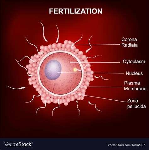The number of these eggs ( oocytes, to be precise) is steadily reduced so. Human fertilization insemination of human egg cel Vector Image