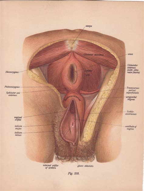 Stomach, saclike expansion of the digestive system, between the esophagus and the small intestine; Items similar to MATURE Medical Page Diagram Female Vagina Anus 1911 Early 1900s Book Art ...