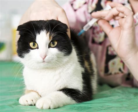 Spread via coughs and sneezes. Rabies Vaccines for Cats - What you need to know » Petsoid
