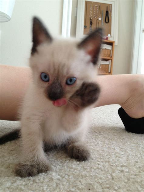 The calligraphy they write with their tails. Siamese Cats For Adoption In Wisconsin