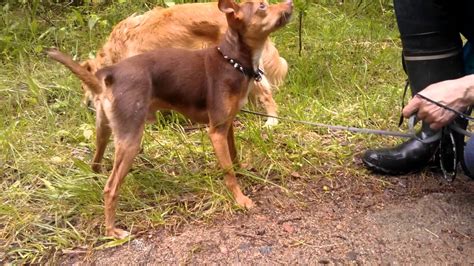 If your dog has a seizure, try to clear away anything around the pet that might harm him if knocked what are the symptoms of a seizure? Dog having epileptic seizure? - YouTube