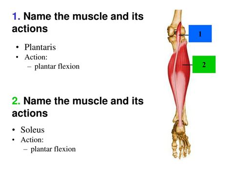 Any action that a person consciously undertakes involves the use of skeletal muscles. PPT - MUSCLES OF THE ANKLE AND FOOT PowerPoint Presentation, free download - ID:5491616