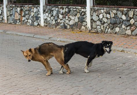 In general though, he would probably prefer a female. Male And Female Thai Dog Mating Mating Of Pet Stock Photo ...