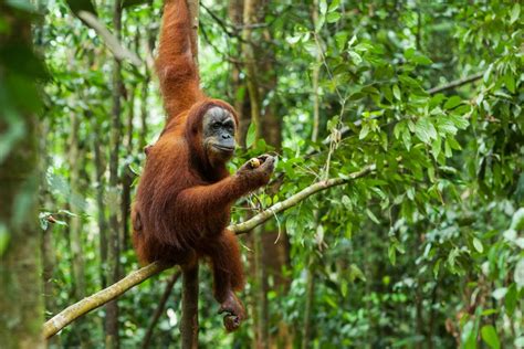 .endangered animals, endangered, endangered animal, endangered animals in indonesia, critical, endangered species, conservation status, threatened with extinction list of animals. Fantastic animals of Indonesia and where to find them ...