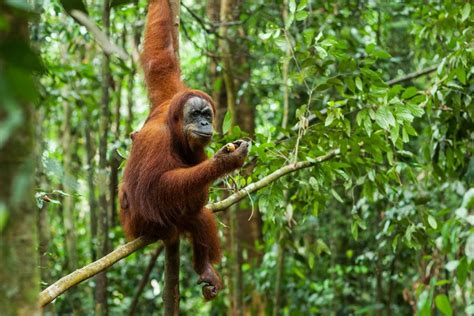 Learn more about what wwf is doing to protect its future, and how you can help. Fantastic animals of Indonesia and where to find them ...