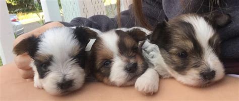 All of our puppies are raised underfoot with love and are handled and cute yorkies and parti yorkies for sale in texas. Parti Yorkie Puppies For Sale | PartiYorkiePets.com ...